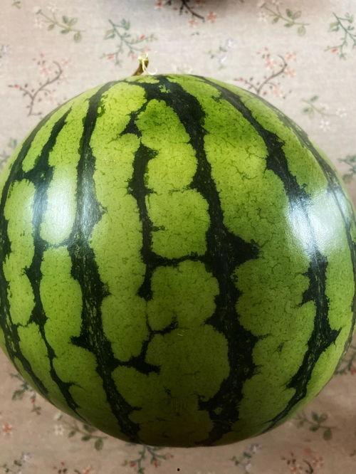 吃瓜视频表演可爱  第1张